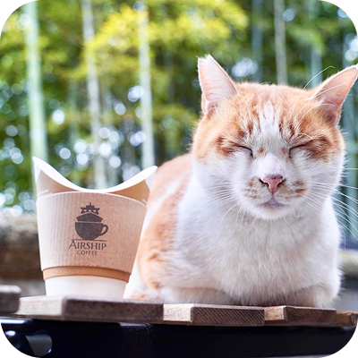 カフェとねこ